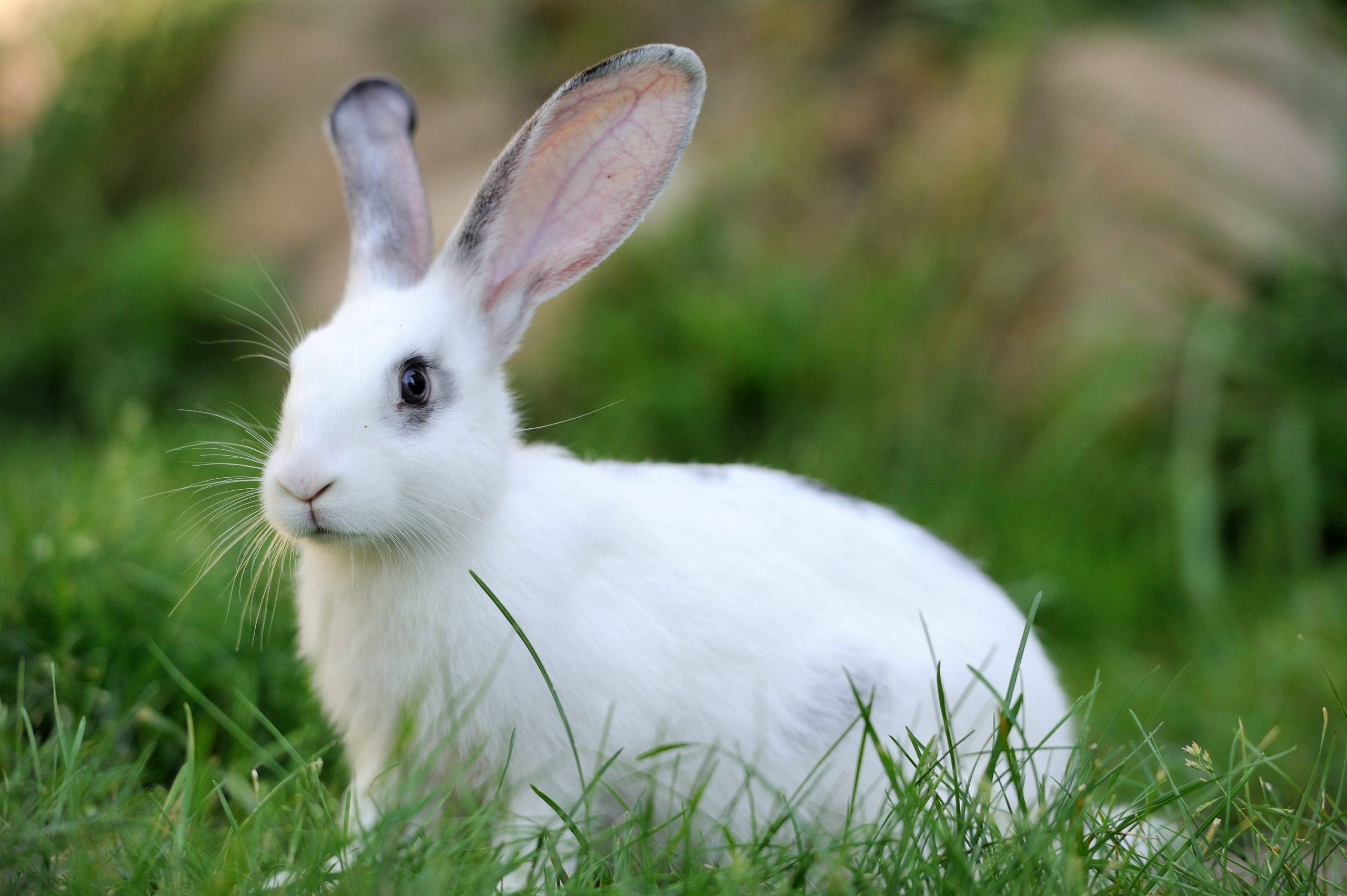 Rabbits, Kittens, Rabbits, PlusVet Animal Health, Feed Additives, Feed Additives, Plant Extracts, Essential Oils, Phytobiotics, Phytochemicals, Phytogens, Replace Growth Promoting Antibiotics, Natural Products, Digestive Health