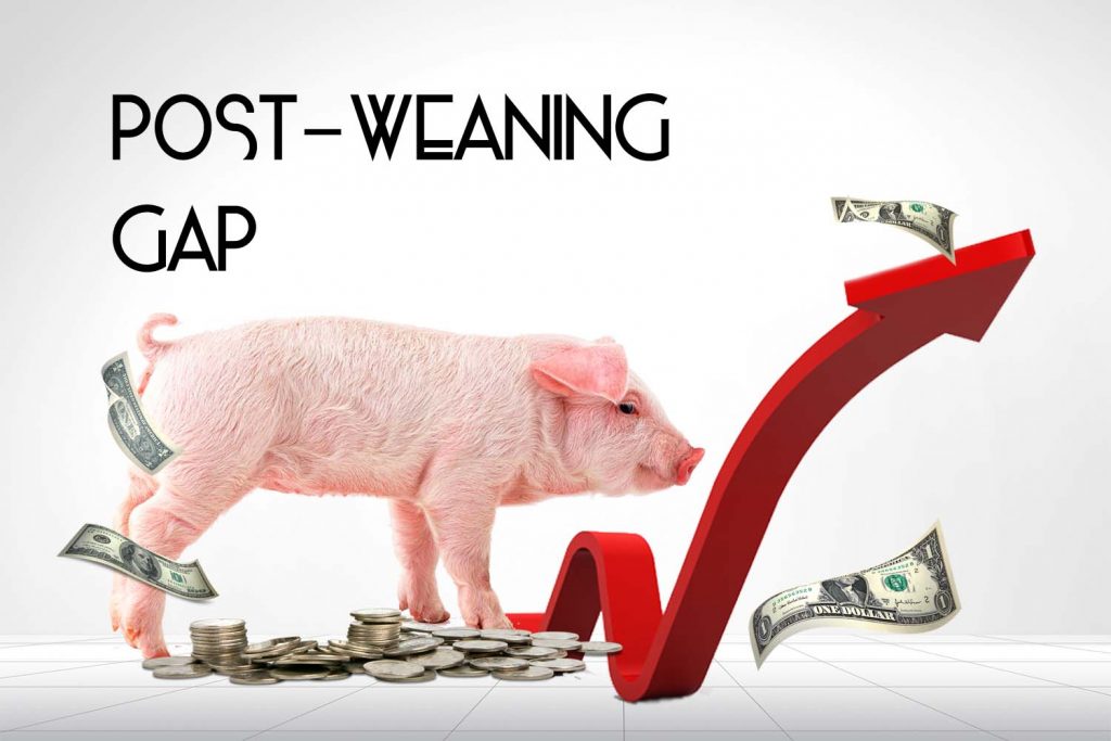 Post weaning gap: health and economic consequences | PlusVet Animal Health