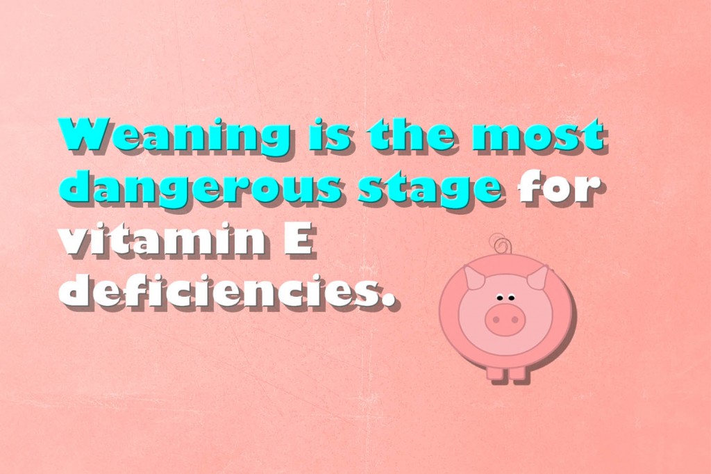 Vitamin E deficiency in young piglets is more frequent than you think |  PlusVet Animal Health