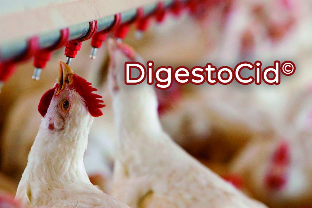 Introducing DigestoCid©, our new water acidifier | PlusVet Animal Health