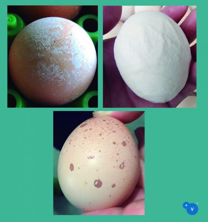 Role of calcium and vitamin D3 in eggshell quality PlusVet Animal Health