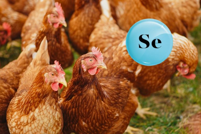 Role of selenium in the health, productivity and egg quality of layers