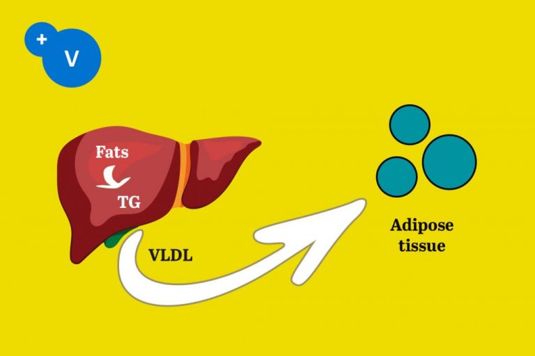Heat stress and fatty liver hemorrhagic syndrome in poultry PlusVet