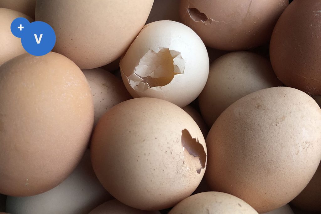 Principal causes of cracked eggs | PlusVet Animal Health