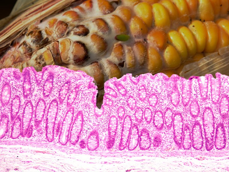 How mycotoxins impair the gut barrier function