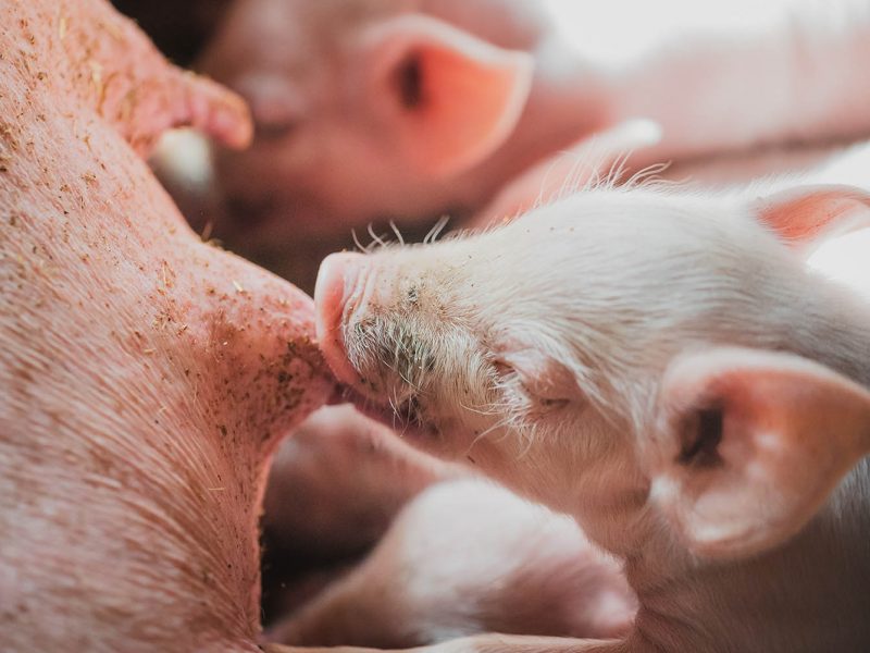 sows, mastitis, milk production, pregnant sows, farrowing, lactating sows, PlusVet Animal Health, feed additives, feed additives, plant extracts, essential oils, phytobiotics, phytochemicals, phytogenics, replace growth promoting antibiotics, natural products , digestive health,
