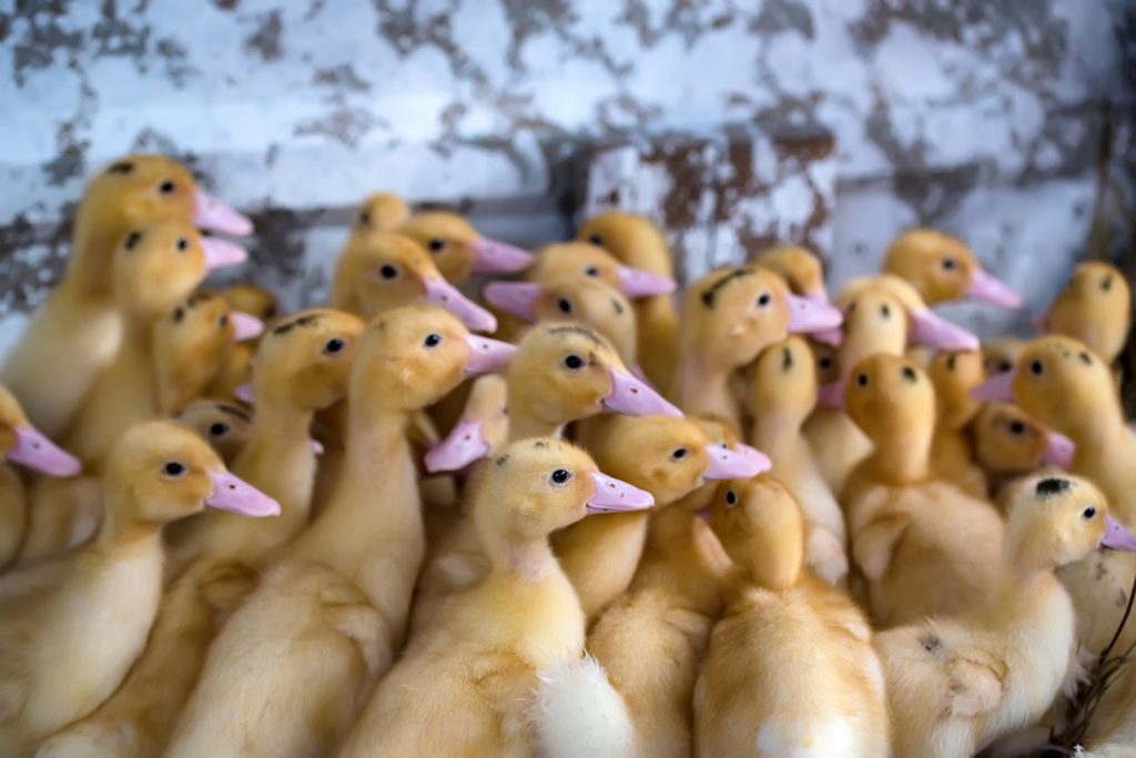 laying rate, fertility, ducks, PhytoMax, PlusVet Animal Health, feed additives, feed additives, plant extracts, essential oils, phytobiotics, phytochemicals, phytogenics, laying hens, layers, breeders, poultry, broilers, chicks, chicken, zinc, saline water, sodium chloride, egg quality, eggshell, yolk, cracked eggs, cracks, shell, laying rate, egg production, defective eggs, fractures, selenium, magnesium, manganese, zinc, LIVER, fertility