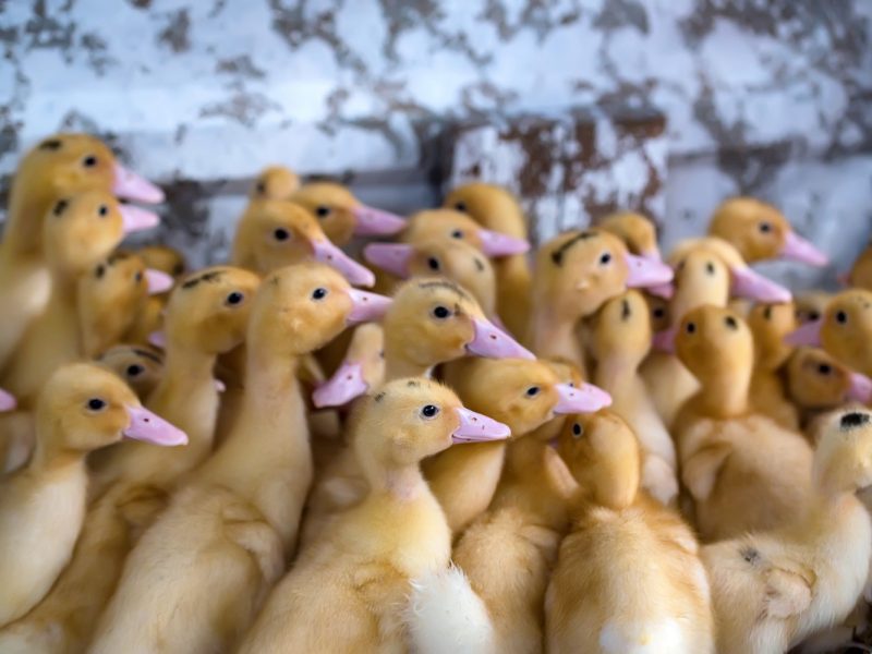 laying rate, fertility, ducks, PhytoMax, PlusVet Animal Health, feed additives, feed additives, plant extracts, essential oils, phytobiotics, phytochemicals, phytogenics, laying hens, layers, breeders, poultry, broilers, chicks, chicken, zinc, saline water, sodium chloride, egg quality, eggshell, yolk, cracked eggs, cracks, shell, laying rate, egg production, defective eggs, fractures, selenium, magnesium, manganese, zinc, LIVER, fertility