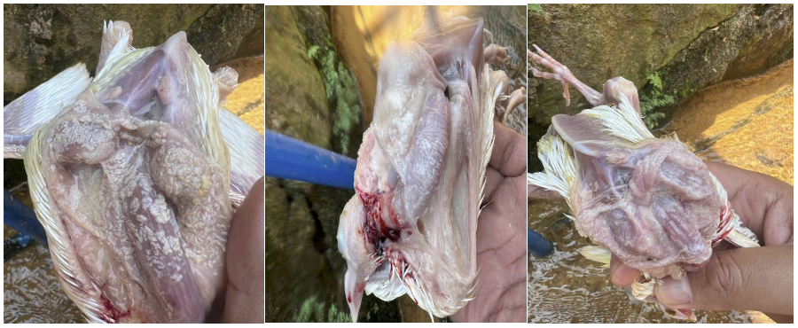 Gizzard, Pododermatitis, intestinal barrier function, dysbiosis, rapid transit, enteritis, watery diarrhea, watery stools, watery stools, Clostridium, enterobacteria, diarrhea, PlusVet Animal Health, food additives, feed additives, plant extracts, essential oils, phytobiotics, phytochemicals, phytogens, replace growth promoting antibiotics, natural products, digestive health, poultry, chicken, hens, Bacterial Chondronecrosis and Osteomyelitis