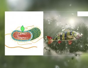 Aquaculture, Fish Farming, Shrimp, Tilapia, Prawn, Shrimp, Sea Cucumber, PlusVet Animal Health, Food Additives, Animal Feed Additives, Plant Extracts, Essential Oils, Phytobiotics, Phytochemicals, Phytogenics, Replace Growth Promoting Antibiotics, Natural Products, digestive health, vibrio