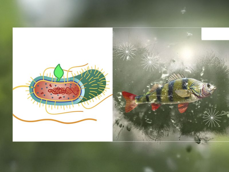 Aquaculture, Fish Farming, Shrimp, Tilapia, Prawn, Shrimp, Sea Cucumber, PlusVet Animal Health, Food Additives, Animal Feed Additives, Plant Extracts, Essential Oils, Phytobiotics, Phytochemicals, Phytogenics, Replace Growth Promoting Antibiotics, Natural Products, digestive health, vibrio