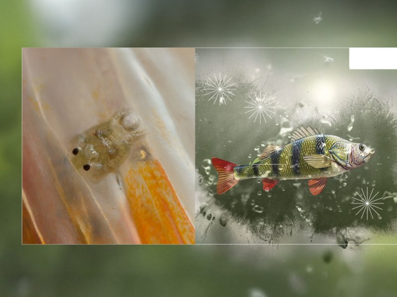 Aquaculture, Fish Farming, Shrimp, Tilapia, Prawn, Shrimp, Sea Cucumber, PlusVet Animal Health, Food Additives, Animal Feed Additives, Plant Extracts, Essential Oils, Phytobiotics, Phytochemicals, Phytogenics, Replace Growth Promoting Antibiotics, Natural Products, digestive health, vibrio, parasites, EHP