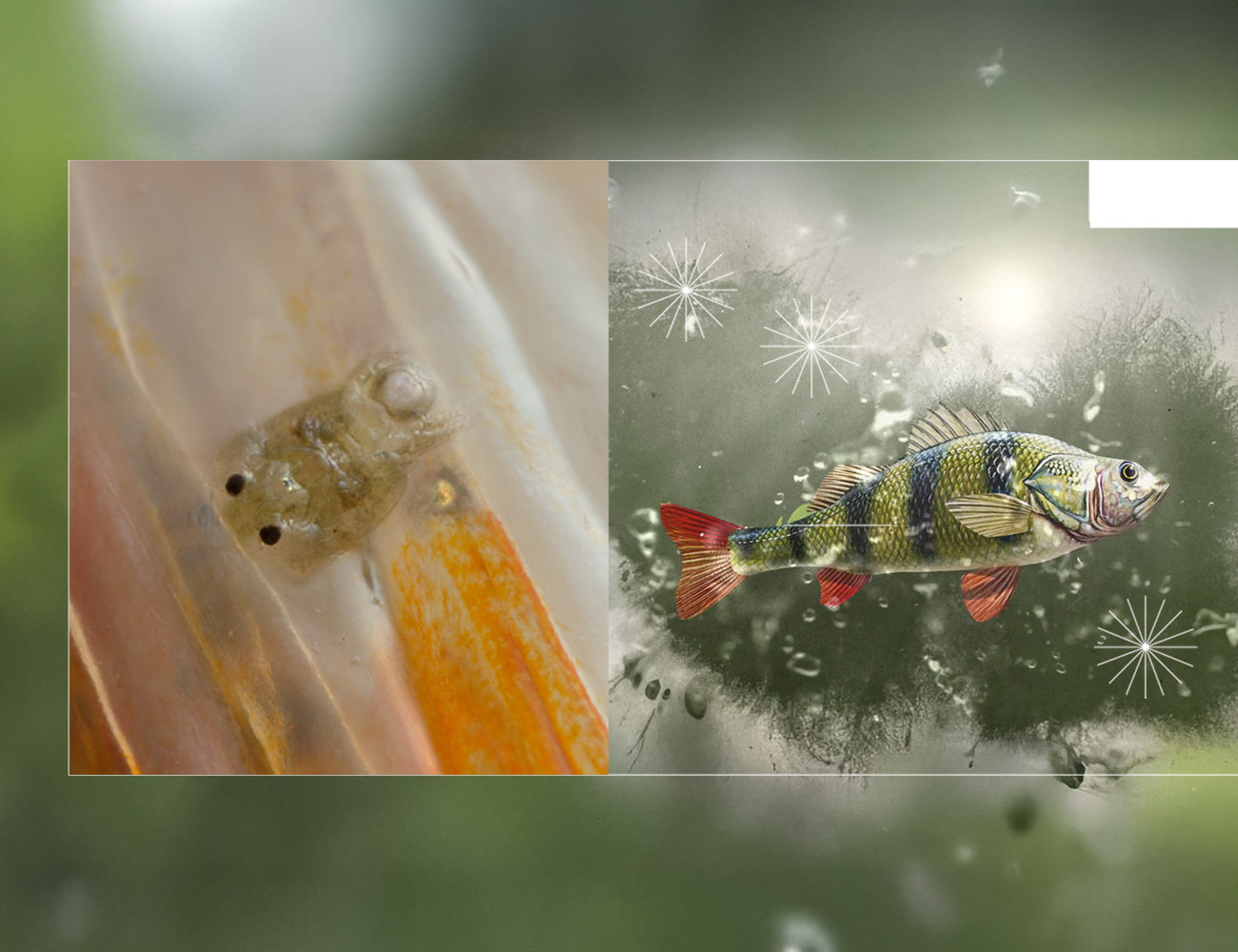 Aquaculture, Fish Farming, Shrimp, Tilapia, Prawn, Shrimp, Sea Cucumber, PlusVet Animal Health, Food Additives, Animal Feed Additives, Plant Extracts, Essential Oils, Phytobiotics, Phytochemicals, Phytogenics, Replace Growth Promoting Antibiotics, Natural Products, digestive health, vibrio, parasites, EHP