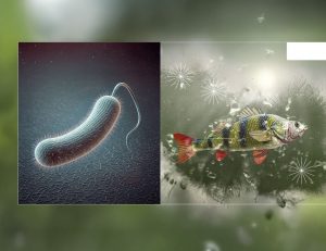 Aquaculture, Fish Farming, Shrimp, Tilapia, Prawn, Shrimp, Sea Cucumber, PlusVet Animal Health, Food Additives, Animal Feed Additives, Plant Extracts, Essential Oils, Phytobiotics, Phytochemicals, Phytogenics, Replace Growth Promoting Antibiotics, Natural Products, digestive health, vibrio, parasites, EHP