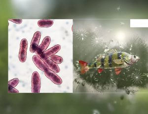 Aquaculture, Fish Farming, Shrimp, Tilapia, Prawn, Shrimp, Sea Cucumber, PlusVet Animal Health, Food Additives, Animal Feed Additives, Plant Extracts, Essential Oils, Phytobiotics, Phytochemicals, Phytogenics, Replace Growth Promoting Antibiotics, Natural Products, digestive health, vibrio, parasites, EHP