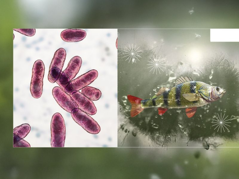 Aquaculture, Fish Farming, Shrimp, Tilapia, Prawn, Shrimp, Sea Cucumber, PlusVet Animal Health, Food Additives, Animal Feed Additives, Plant Extracts, Essential Oils, Phytobiotics, Phytochemicals, Phytogenics, Replace Growth Promoting Antibiotics, Natural Products, digestive health, vibrio, parasites, EHP