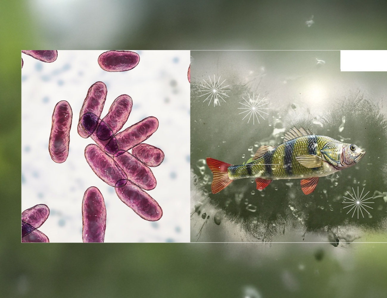 Aquaculture, Fish Farming, Shrimp, Tilapia, Prawn, Shrimp, Sea Cucumber, PlusVet Animal Health, Food Additives, Animal Feed Additives, Plant Extracts, Essential Oils, Phytobiotics, Phytochemicals, Phytogenics, Replace Growth Promoting Antibiotics, Natural Products, digestive health, vibrio, parasites, EHP