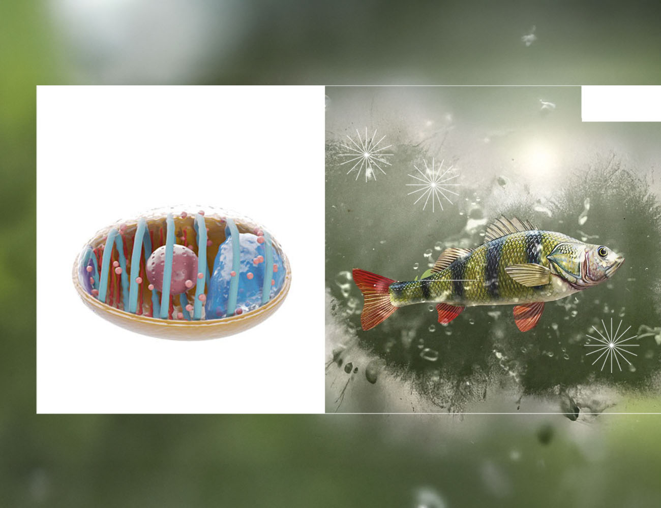 Aquaculture, Fish Farming, Shrimp, Tilapia, Prawn, Shrimp, Sea Cucumber, PlusVet Animal Health, Food Additives, Animal Feed Additives, Plant Extracts, Essential Oils, Phytobiotics, Phytochemicals, Phytogenics, Replace Growth Promoting Antibiotics, Natural Products, digestive health, vibrio, parasites, EHP