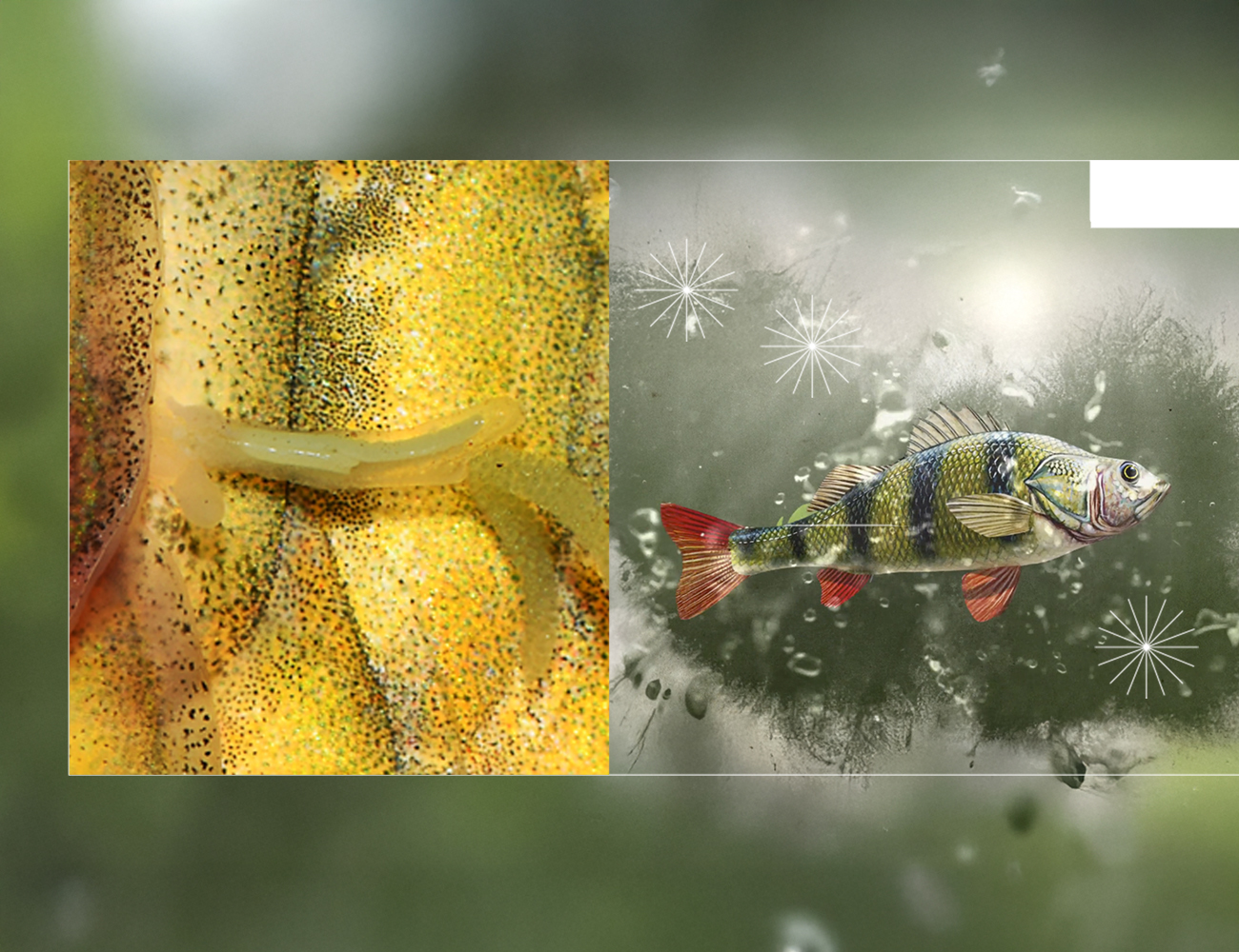 Aquaculture, Fish Farming, Shrimp, Tilapia, Prawn, Shrimp, Sea Cucumber, PlusVet Animal Health, Food Additives, Animal Feed Additives, Plant Extracts, Essential Oils, Phytobiotics, Phytochemicals, Phytogenics, Replace Growth Promoting Antibiotics, Natural Products, digestive health, vibrio, parasites, EHP