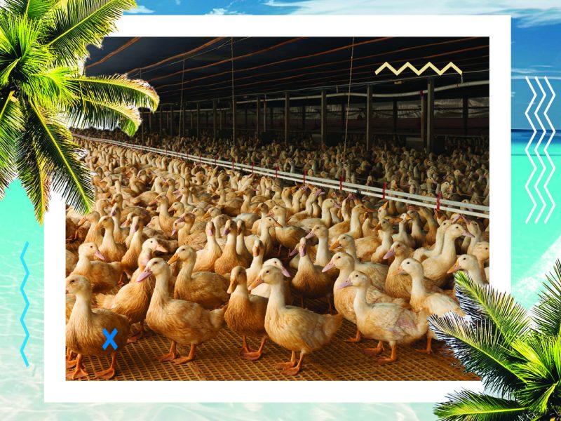 heat stress, hot weather, summer, panting, feed intake, weight gain, heat, oxidation, antioxidant, oxidative stress, stress, PlusVet Animal Health, food additives, feed additives, plant extracts, essential oils, phytobiotics, phytochemicals, phytogens, replace growth promoting antibiotics, natural products, digestive health, poultry, poultry, swine, pigs, ruminants