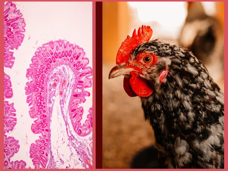 PlusVet Animal Health, feed additives, feed additives, plant extracts, essential oils, phytobiotics, phytochemicals, phytogenics, laying hens, layers, breeders, poultry, broilers, chicks, chicken, zinc, saline water, sodium chloride, egg quality, eggshell, yolk, cracked eggs, cracks, shell, laying rate, egg production, defective eggs, fractures, selenium, magnesium, manganese, zinc, LIVER, fertility