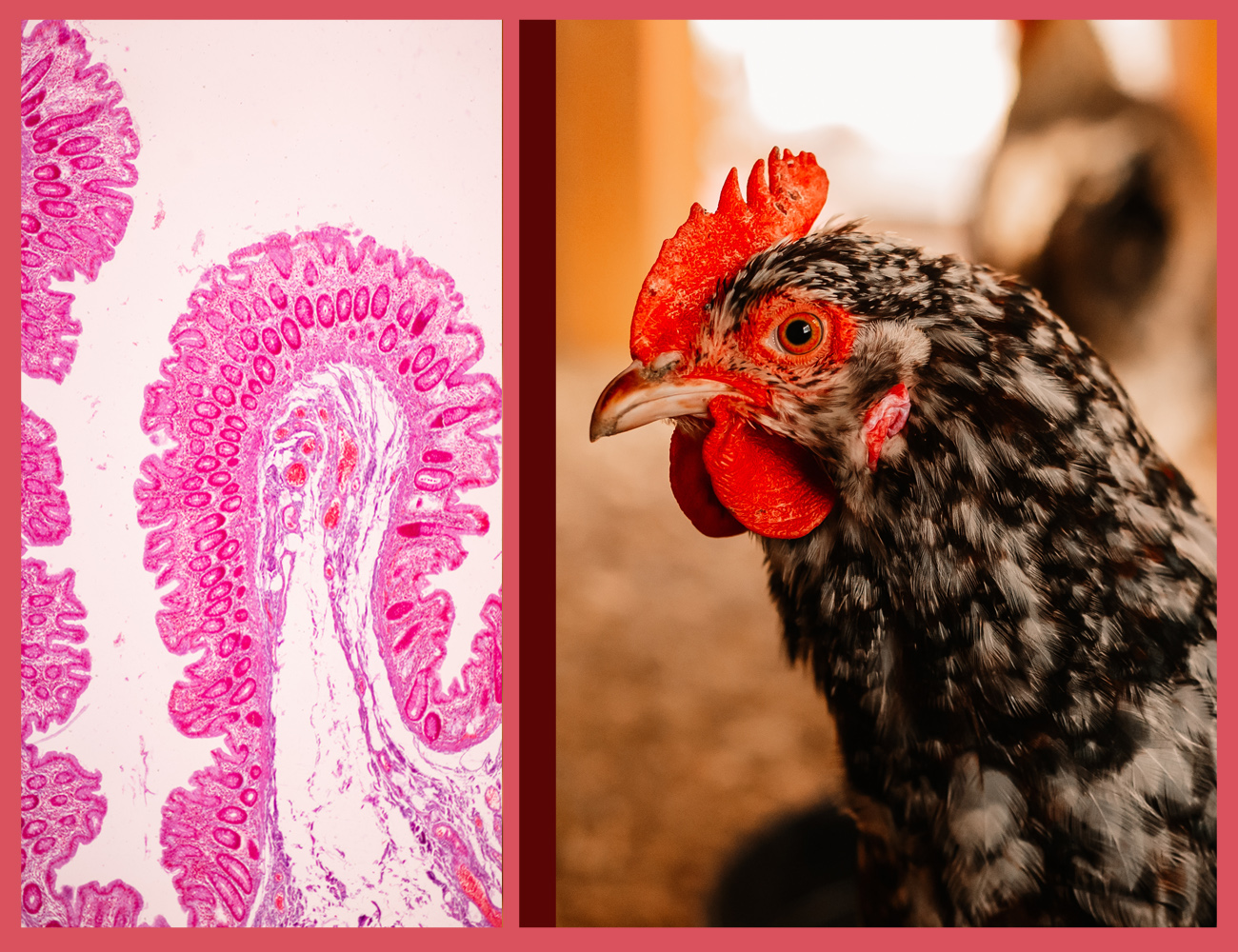 PlusVet Animal Health, feed additives, feed additives, plant extracts, essential oils, phytobiotics, phytochemicals, phytogenics, laying hens, layers, breeders, poultry, broilers, chicks, chicken, zinc, saline water, sodium chloride, egg quality, eggshell, yolk, cracked eggs, cracks, shell, laying rate, egg production, defective eggs, fractures, selenium, magnesium, manganese, zinc, LIVER, fertility