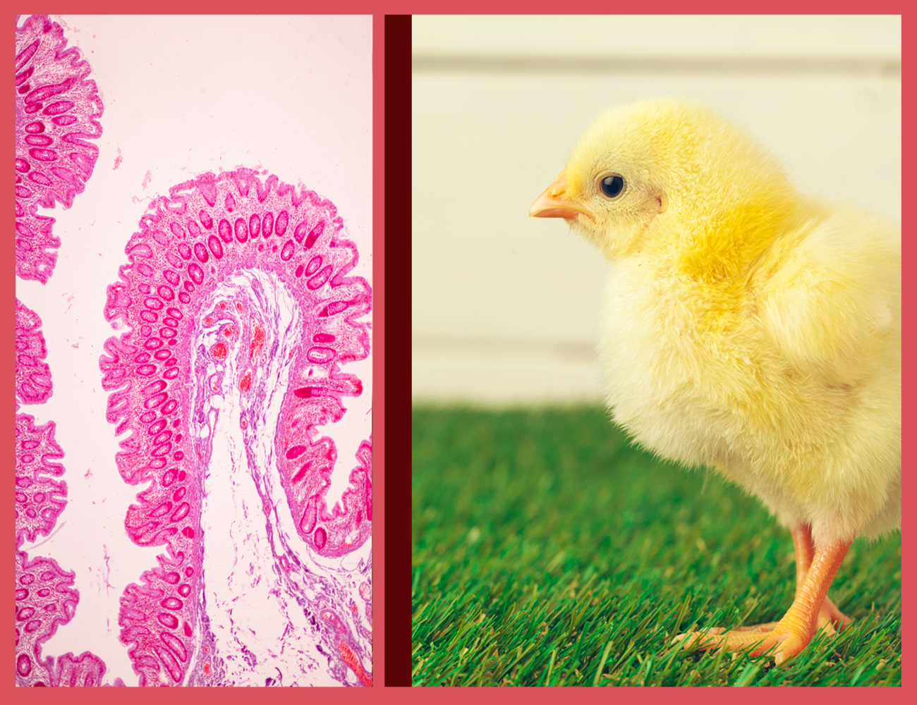 Gizzard, Pododermatitis, intestinal barrier function, dysbiosis, rapid transit, enteritis, watery diarrhea, watery stools, watery stools, Clostridium, enterobacteria, diarrhea, PlusVet Animal Health, food additives, feed additives, plant extracts, essential oils, phytobiotics, phytochemicals, phytogens, replace growth promoting antibiotics, natural products, digestive health, poultry, chicken, hens, Bacterial Chondronecrosis and Osteomyelitis