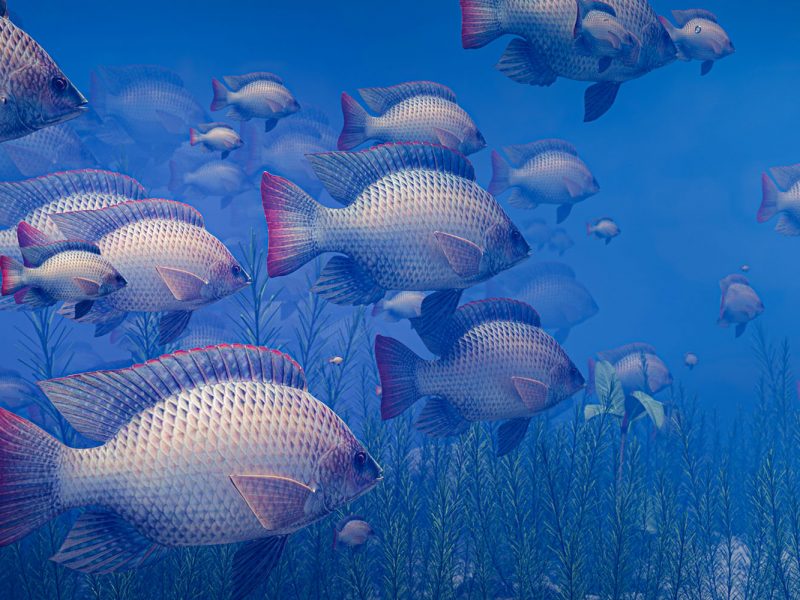 Aquaculture, Fish Farming, Shrimp, Tilapia, Prawn, Shrimp, Sea Cucumber, PlusVet Animal Health, Food Additives, Animal Feed Additives, Plant Extracts, Essential Oils, Phytobiotics, Phytochemicals, Phytogenics, Replace Growth Promoting Antibiotics, Natural Products, digestive health, vibrio