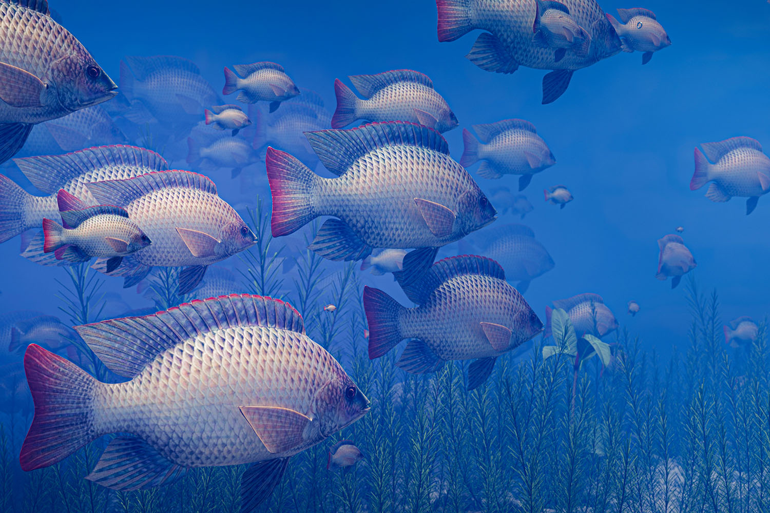 Aquaculture, Fish Farming, Shrimp, Tilapia, Prawn, Shrimp, Sea Cucumber, PlusVet Animal Health, Food Additives, Animal Feed Additives, Plant Extracts, Essential Oils, Phytobiotics, Phytochemicals, Phytogenics, Replace Growth Promoting Antibiotics, Natural Products, digestive health, vibrio