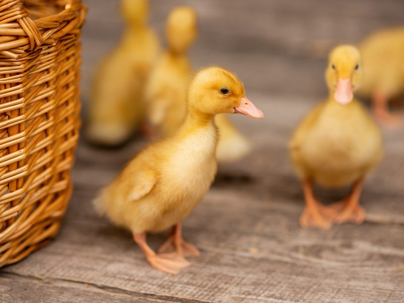 PlusVet Animal Health, feed additives, feed additives, plant extracts, essential oils, phytobiotics, phytochemicals, phytogenics, laying hens, layers, breeders, poultry, broilers, chicks, chicken, zinc, saline water, sodium chloride, egg quality, eggshell, yolk, cracked eggs, cracks, shell, laying rate, egg production, defective eggs, fractures, selenium, magnesium, manganese, zinc, LIVER, fertility