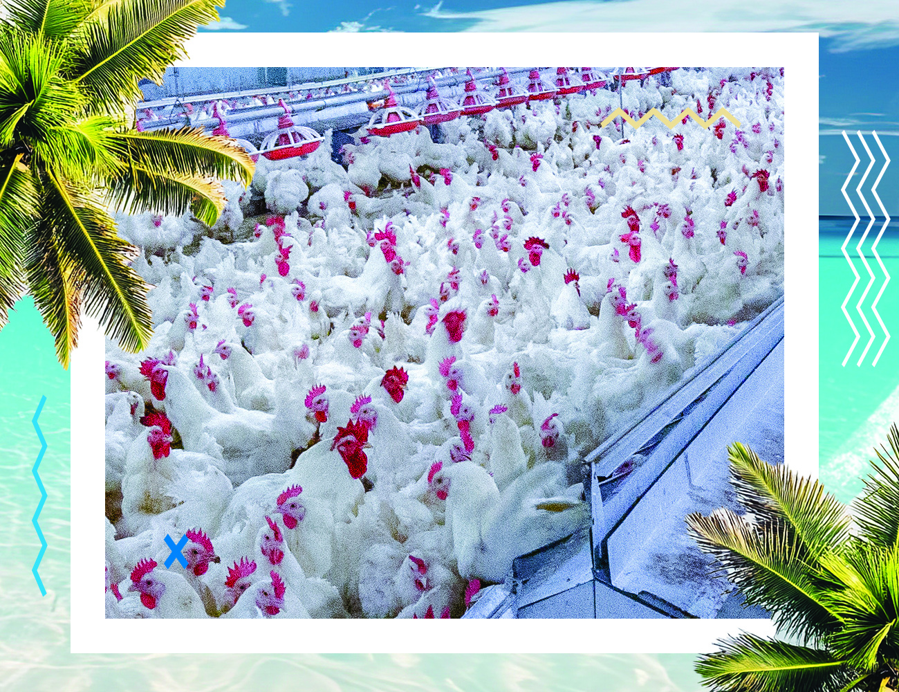 heat stress, hot weather, summer, panting, feed intake, weight gain, heat, oxidation, antioxidant, oxidative stress, stress, PlusVet Animal Health, food additives, feed additives, plant extracts, essential oils, phytobiotics, phytochemicals, phytogens, replace growth promoting antibiotics, natural products, digestive health, poultry, poultry, swine, pigs, ruminants