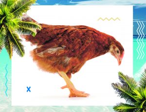 heat stress, hot weather, summer, panting, feed intake, weight gain, heat, oxidation, antioxidant, oxidative stress, stress, PlusVet Animal Health, food additives, feed additives, plant extracts, essential oils, phytobiotics, phytochemicals, phytogens, replace growth promoting antibiotics, natural products, digestive health, poultry, poultry, swine, pigs, ruminants