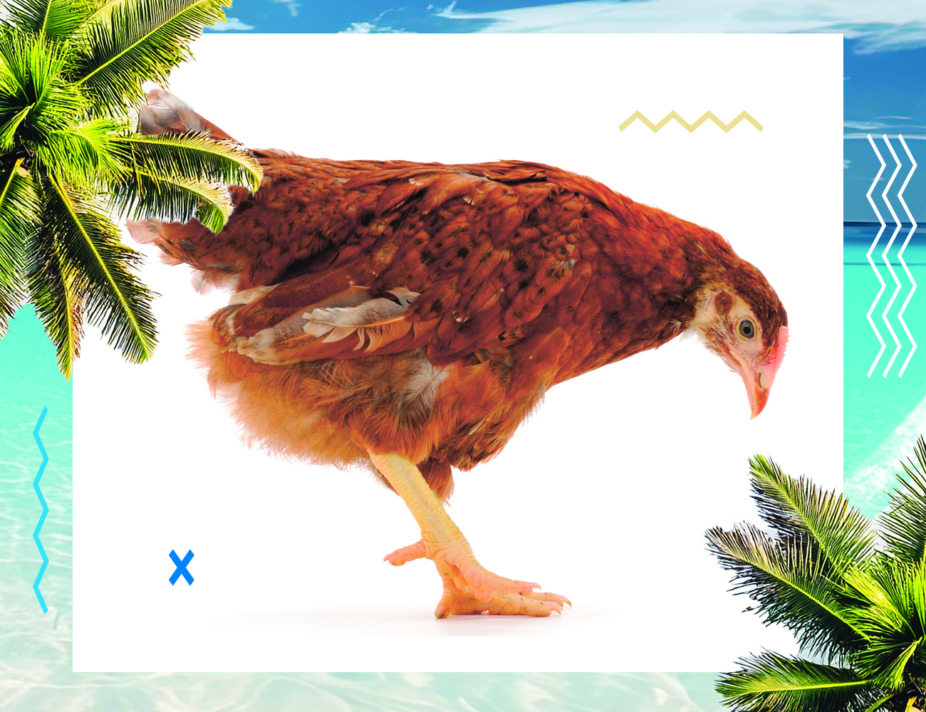 heat stress, hot weather, summer, panting, feed intake, weight gain, heat, oxidation, antioxidant, oxidative stress, stress, PlusVet Animal Health, food additives, feed additives, plant extracts, essential oils, phytobiotics, phytochemicals, phytogens, replace growth promoting antibiotics, natural products, digestive health, poultry, poultry, swine, pigs, ruminants