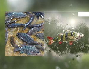 Aquaculture, Fish Farming, Shrimp, Tilapia, Prawn, Shrimp, Sea Cucumber, PlusVet Animal Health, Food Additives, Animal Feed Additives, Plant Extracts, Essential Oils, Phytobiotics, Phytochemicals, Phytogenics, Replace Growth Promoting Antibiotics, Natural Products, digestive health, vibrio