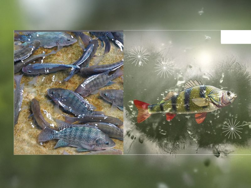 Aquaculture, Fish Farming, Shrimp, Tilapia, Prawn, Shrimp, Sea Cucumber, PlusVet Animal Health, Food Additives, Animal Feed Additives, Plant Extracts, Essential Oils, Phytobiotics, Phytochemicals, Phytogenics, Replace Growth Promoting Antibiotics, Natural Products, digestive health, vibrio