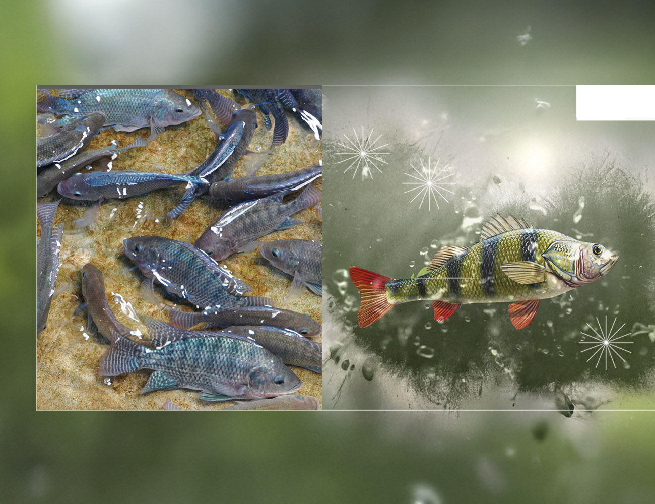 Aquaculture, Fish Farming, Shrimp, Tilapia, Prawn, Shrimp, Sea Cucumber, PlusVet Animal Health, Food Additives, Animal Feed Additives, Plant Extracts, Essential Oils, Phytobiotics, Phytochemicals, Phytogenics, Replace Growth Promoting Antibiotics, Natural Products, digestive health, vibrio