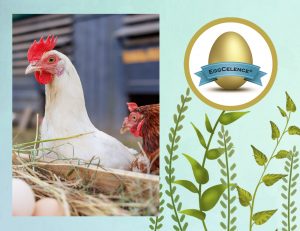 antioxidant, oxidative stress, stress, meat quality, fat quality, protein content, free radicals, redox balance, PlusVet Animal Health, feed additives, feed additives, plant extracts, essential oils, phytobiotics, phytochemicals, phytogenics, replace growth promoting antibiotics, natural products, digestive health, poultry, poultry, swine, pigs, ruminants