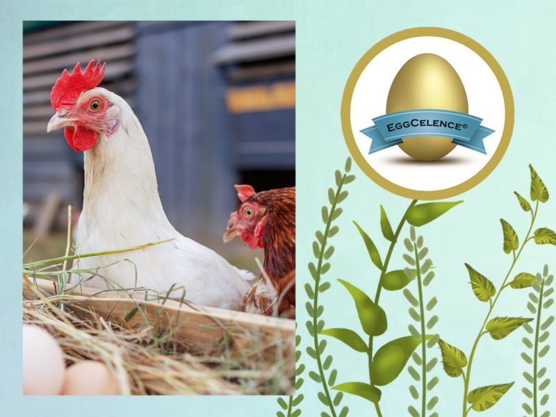 antioxidant, oxidative stress, stress, meat quality, fat quality, protein content, free radicals, redox balance, PlusVet Animal Health, feed additives, feed additives, plant extracts, essential oils, phytobiotics, phytochemicals, phytogenics, replace growth promoting antibiotics, natural products, digestive health, poultry, poultry, swine, pigs, ruminants