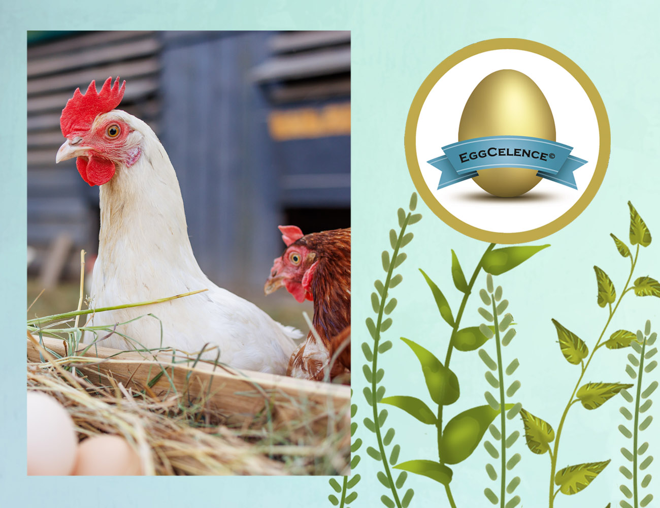 antioxidant, oxidative stress, stress, meat quality, fat quality, protein content, free radicals, redox balance, PlusVet Animal Health, feed additives, feed additives, plant extracts, essential oils, phytobiotics, phytochemicals, phytogenics, replace growth promoting antibiotics, natural products, digestive health, poultry, poultry, swine, pigs, ruminants