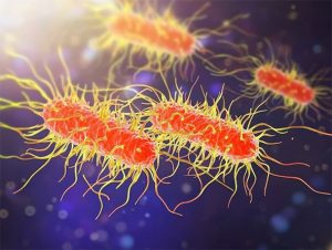 FROM FARM TO FORK: SALMONELLA REDUCTION IN POULTRY OPERATIONS