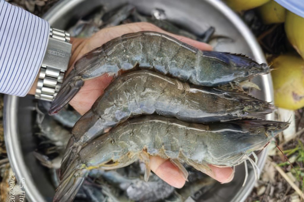 Aquaculture, Fish Farming, Shrimp, Tilapia, Prawn, Shrimp, Sea Cucumber, PlusVet Animal Health, Food Additives, Animal Feed Additives, Plant Extracts, Essential Oils, Phytobiotics, Phytochemicals, Phytogenics, Replace Growth Promoting Antibiotics, Natural Products, digestive health, vibrio