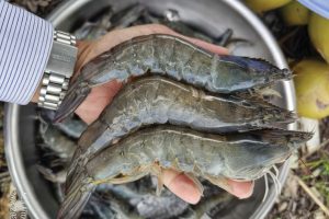 Aquaculture, Fish Farming, Shrimp, Tilapia, Prawn, Shrimp, Sea Cucumber, PlusVet Animal Health, Food Additives, Animal Feed Additives, Plant Extracts, Essential Oils, Phytobiotics, Phytochemicals, Phytogenics, Replace Growth Promoting Antibiotics, Natural Products, digestive health, vibrio