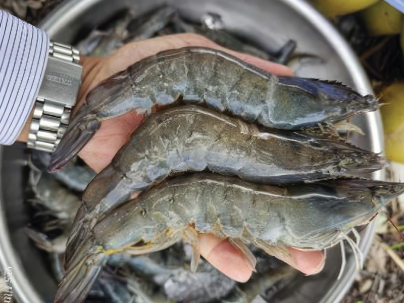 Aquaculture, Fish Farming, Shrimp, Tilapia, Prawn, Shrimp, Sea Cucumber, PlusVet Animal Health, Food Additives, Animal Feed Additives, Plant Extracts, Essential Oils, Phytobiotics, Phytochemicals, Phytogenics, Replace Growth Promoting Antibiotics, Natural Products, digestive health, vibrio