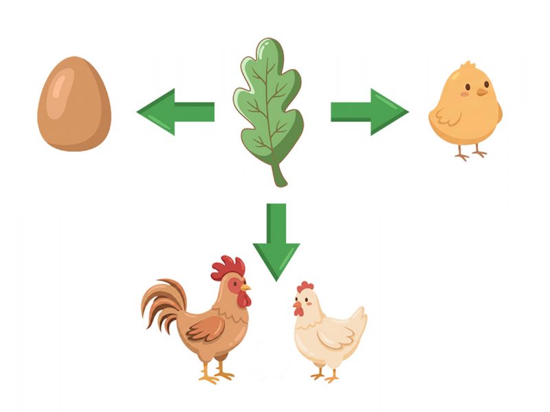 Poultry Science Publishes New Study on PhytoShield P in Broiler Breeders