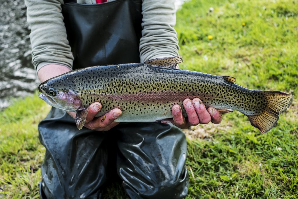 PhytoAqua AO Supports Gut Health and Survival in Rainbow Trout