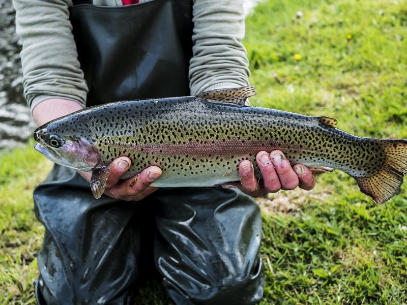 PhytoAqua AO Supports Gut Health and Survival in Rainbow Trout